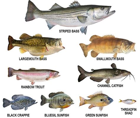 Discover 8 Types of Lake Fish Species .